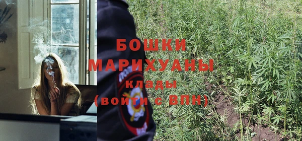 шишки Арсеньев